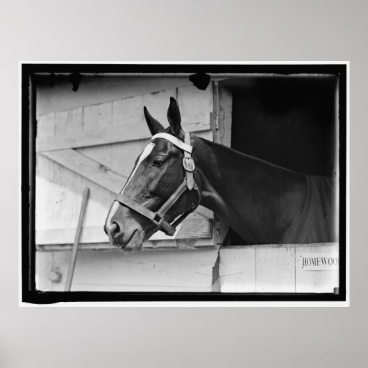 paard 1913 poster (Voorkant)