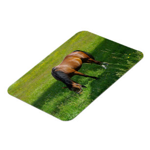 Paard #1 magneet