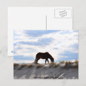 paard 2, Assemblée Island State Park Briefkaart (Voorkant / Achterkant)