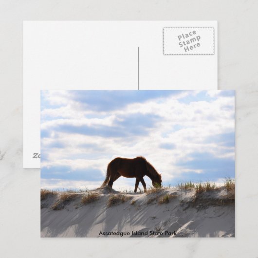 paard 2, Assemblée Island State Park Briefkaart (Voorkant / Achterkant)