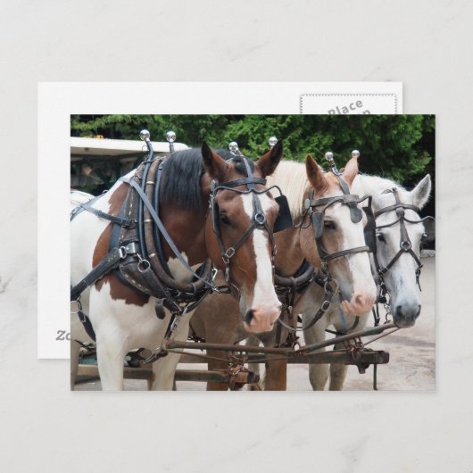 Paard 829 van het ontwerp briefkaart (Voorkant / Achterkant)