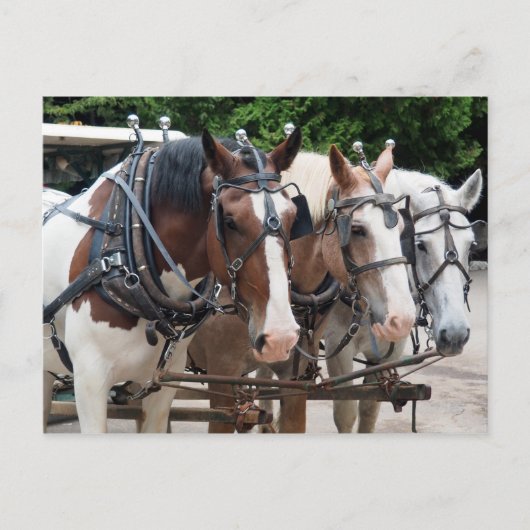 Paard 829 van het ontwerp briefkaart (Voorkant)