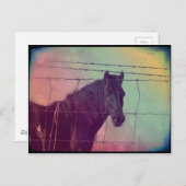 Paard achter het hek briefkaart (Voorkant / Achterkant)
