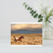 Paard alleen briefkaart (Staand voorkant)