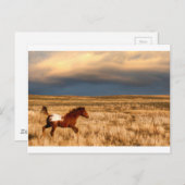 Paard alleen briefkaart (Voorkant / Achterkant)