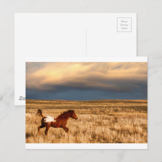 Paard alleen briefkaart (Voorkant / Achterkant)