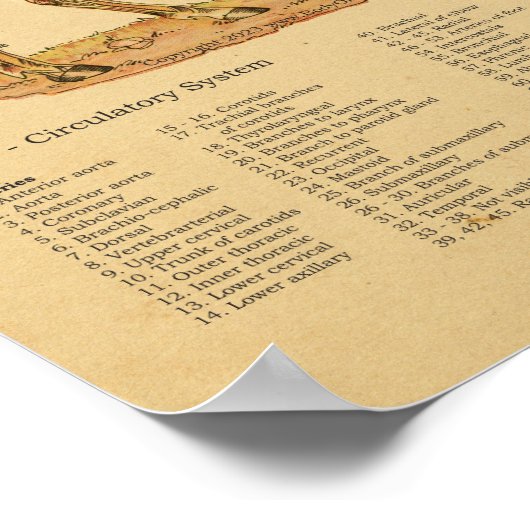 Paard Anatomie Veterinaire Grafiek Poster (Hoek)