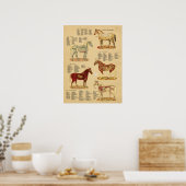 Paard Anatomie Veterinaire Grafiek Poster (Keuken)