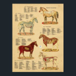 Paard Anatomie Veterinaire Grafiek Poster<br><div class="desc">Anatomische afbeeldingen van het paard met daarop de inwendige organen,  skelet,  spieren,  slagaders en aders. Equine anatomy chart voor de dierenkliniek of schoolonderwijs.</div>