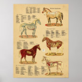 Paard Anatomie Veterinaire Grafiek Poster (Voorkant)