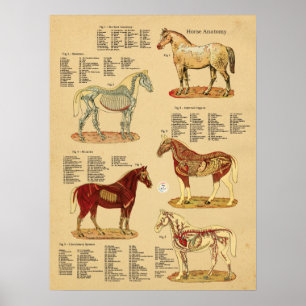 Paard Anatomie Veterinaire Grafiek Poster