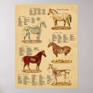 Paard Anatomie Veterinaire Grafiek Poster