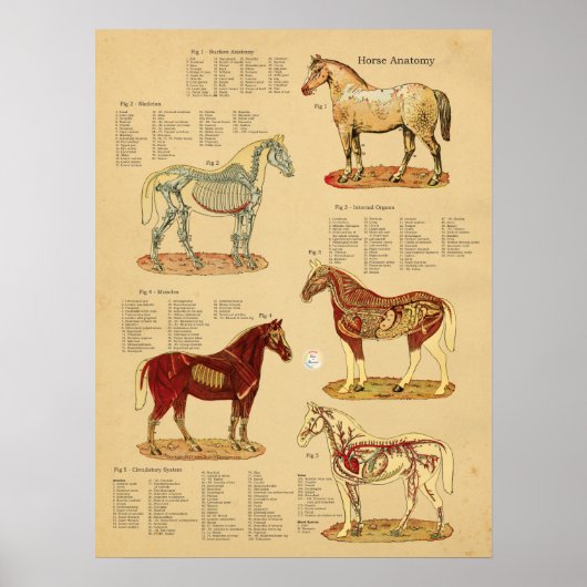 Paard Anatomie Veterinaire Grafiek Poster (Voorkant)