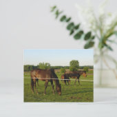 Paard Ansichtkaart Briefkaart (Staand voorkant)