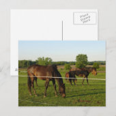 Paard Ansichtkaart Briefkaart (Voorkant / Achterkant)
