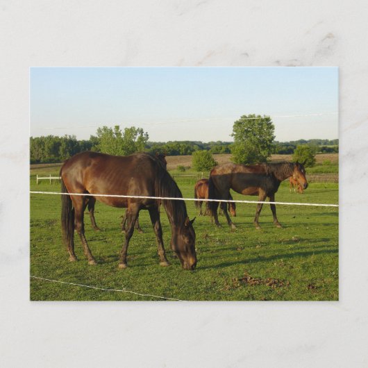 Paard Ansichtkaart Briefkaart (Voorkant)