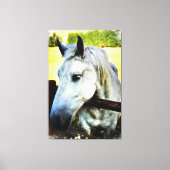 *~* Paard AR22 Wit Paard over Omheining Canvas Afdruk (Voorkant)