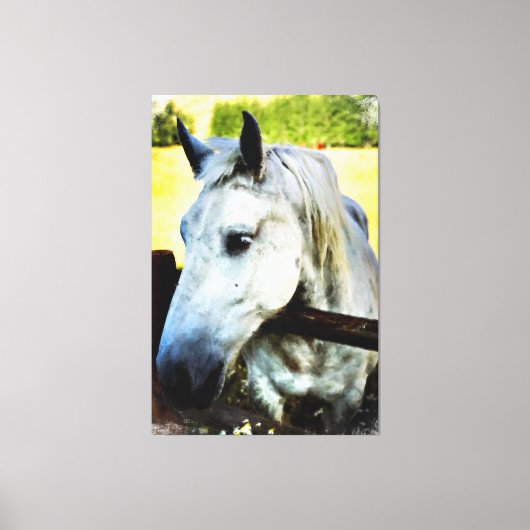 *~* Paard AR22 Wit Paard over Omheining Canvas Afdruk (Voorkant)
