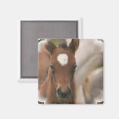 Paard Baby vierkante magneet (Voorkant / Achterkant)