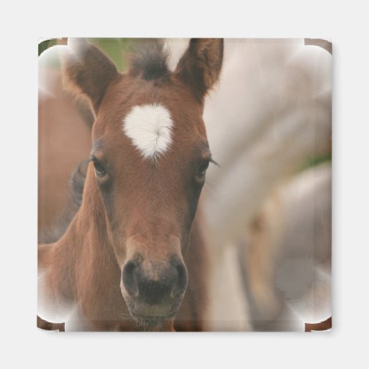 Paard Baby vierkante magneet (Voorkant)