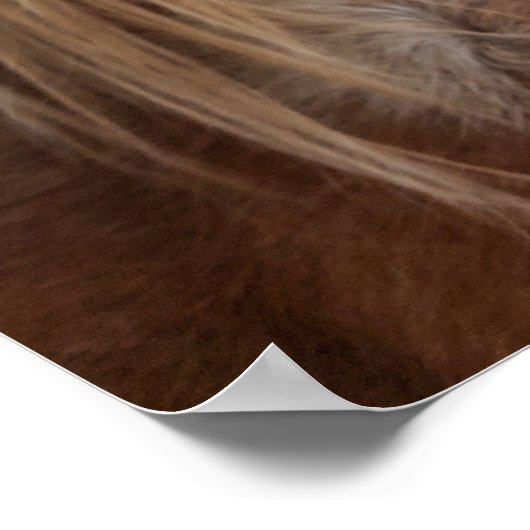 Paard Bangs Poster (Hoek)