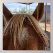 Paard Bangs Poster (Voorkant)