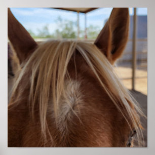 Paard Bangs Poster