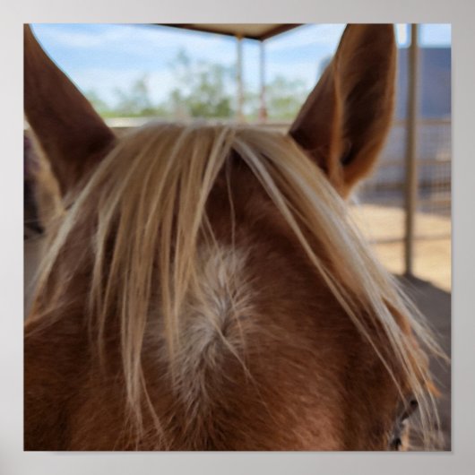 Paard Bangs Poster (Voorkant)