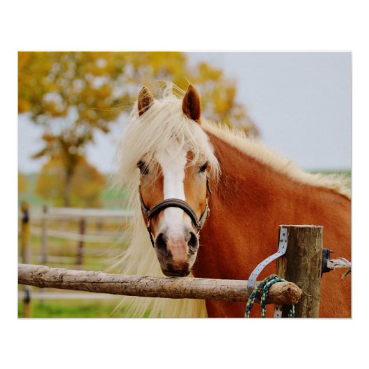 Paard Bij Hek Perfect Poster (Voorkant)