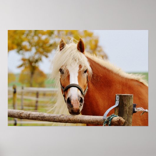 Paard bij poort poster (Voorkant)