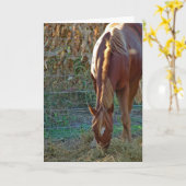 Paard bij zonsondergang, verjaardag kaart (Gele Bloem)
