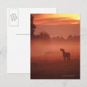 Paard bij zonsopgang briefkaart (Voorkant / Achterkant)