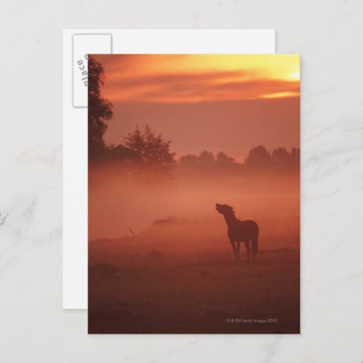 Paard bij zonsopgang briefkaart (Voorkant / Achterkant)