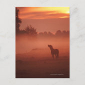 Paard bij zonsopgang briefkaart (Voorkant)