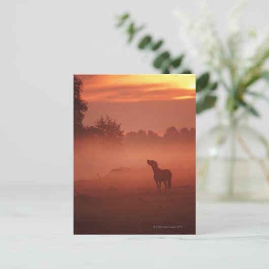Paard bij zonsopgang briefkaart (Staand voorkant)