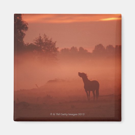 Paard bij zonsopgang magneet (Voorkant)
