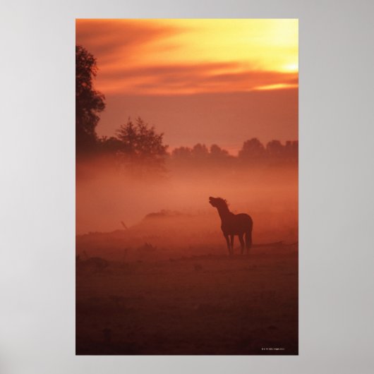 Paard bij zonsopgang poster (Voorkant)
