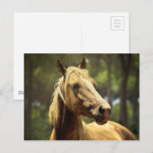 paard briefkaart (Voorkant / Achterkant)