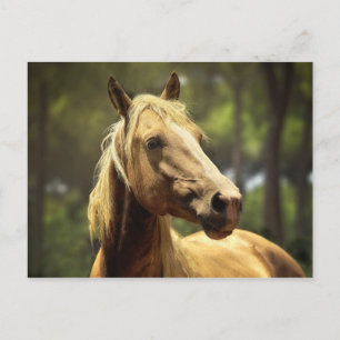 paard briefkaart