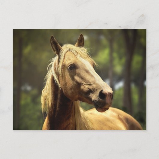 paard briefkaart (Voorkant)