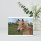 Paard Briefkaart (Staand voorkant)