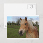Paard Briefkaart (Voorkant / Achterkant)