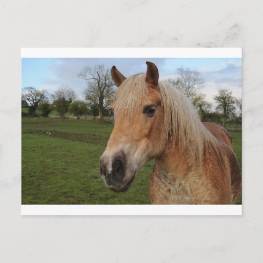 Paard Briefkaart (Voorkant)
