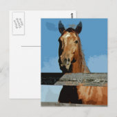 Paard Briefkaart (Voorkant / Achterkant)