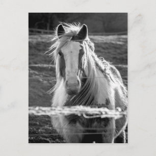 Paard Briefkaart