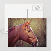Paard Briefkaart (Voorkant / Achterkant)