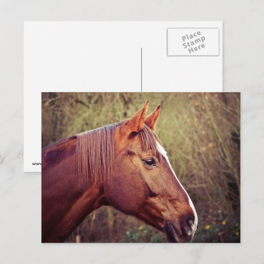 Paard Briefkaart (Voorkant / Achterkant)