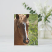 Paard Briefkaart (Staand voorkant)
