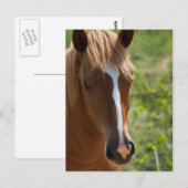 Paard Briefkaart (Voorkant / Achterkant)