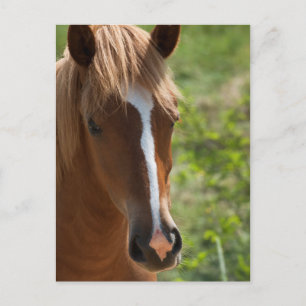 Paard Briefkaart